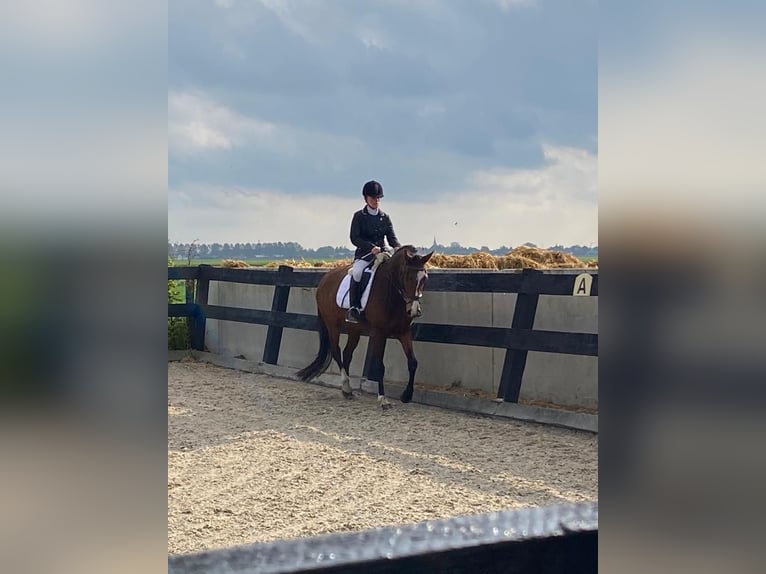 KWPN Merrie 8 Jaar 163 cm  in Lisserbroek