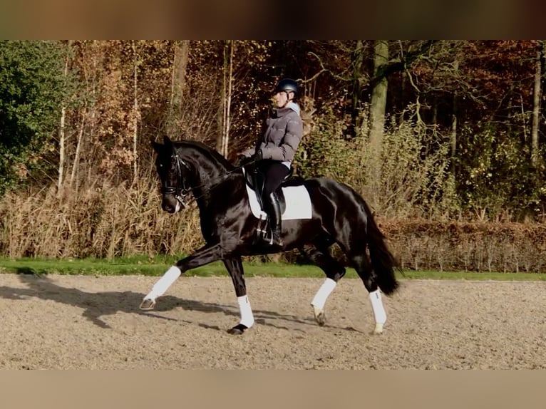 KWPN Merrie 8 Jaar 163 cm Zwart in Bree