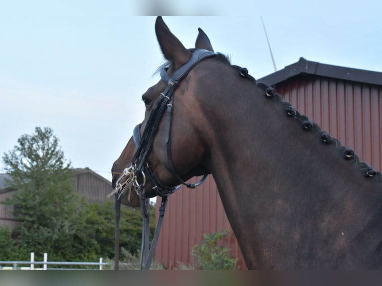 KWPN Merrie 8 Jaar 164 cm Donkerbruin in Geilenkirchen