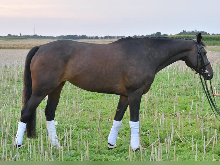 KWPN Merrie 8 Jaar 164 cm Donkerbruin in Geilenkirchen