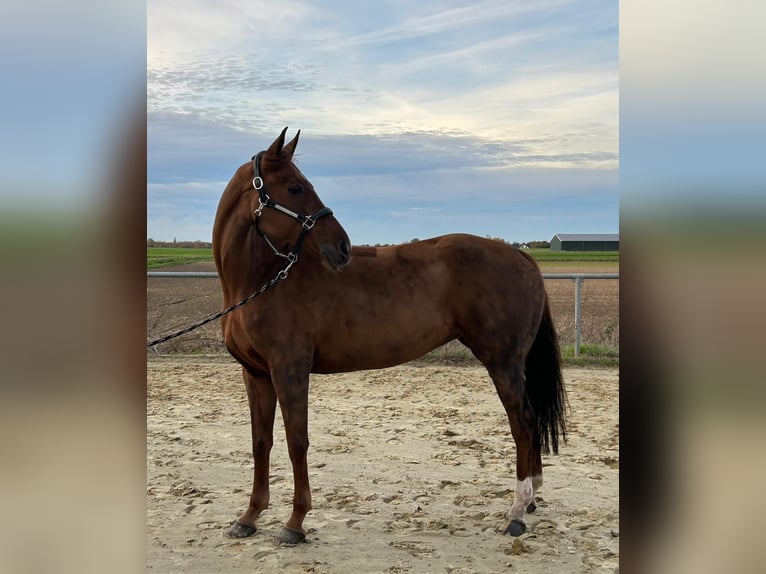 KWPN Merrie 8 Jaar 164 cm Donkere-vos in Geilenkirchen