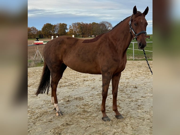 KWPN Merrie 8 Jaar 164 cm Donkere-vos in Geilenkirchen