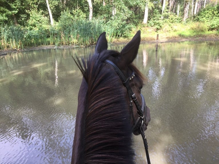 KWPN Merrie 8 Jaar 164 cm Zwart in Pellenberg