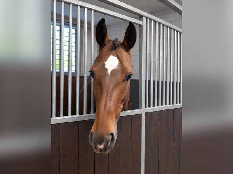 KWPN Merrie 8 Jaar 165 cm Bruin in Essen