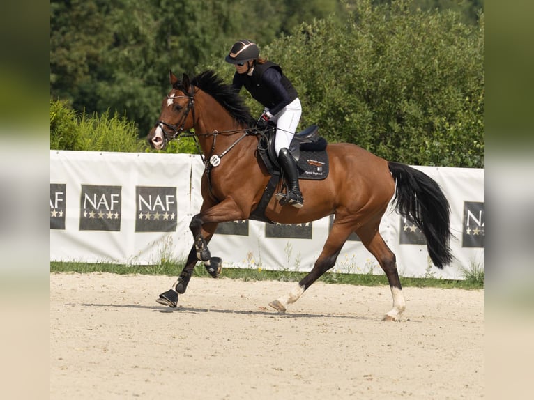KWPN Merrie 8 Jaar 165 cm Bruin in Kaleń-Towarzystwo