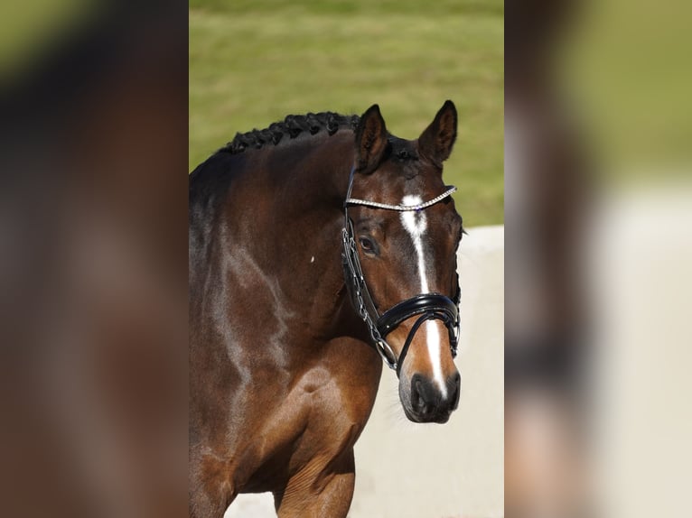 KWPN Merrie 8 Jaar 165 cm Donkerbruin in Nettersheim