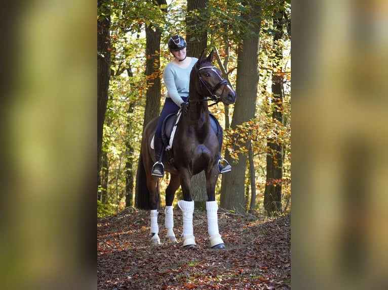 KWPN Merrie 8 Jaar 165 cm Donkerbruin in Nettersheim