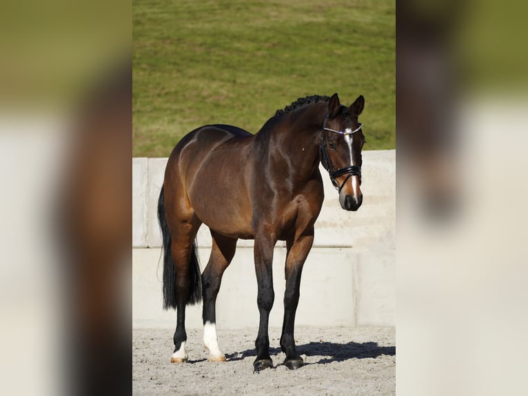 KWPN Merrie 8 Jaar 165 cm Donkerbruin in Nettersheim