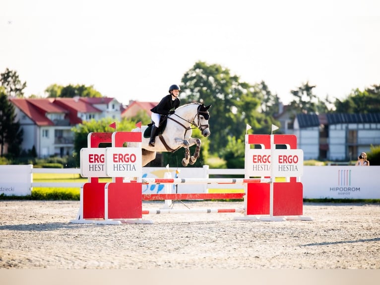 KWPN Merrie 8 Jaar 165 cm Schimmel in Wejherowo