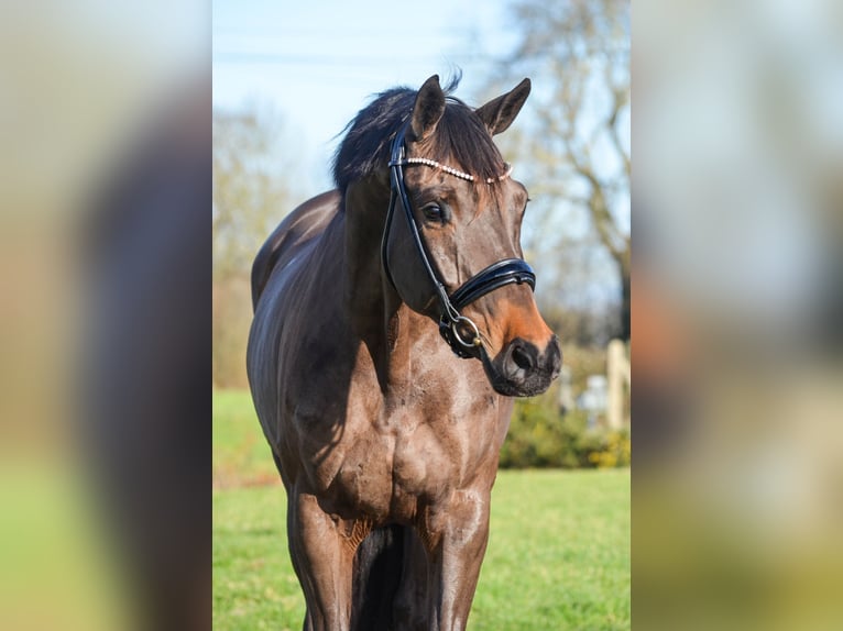 KWPN Merrie 8 Jaar 165 cm Zwartbruin in Marigny le lozon
