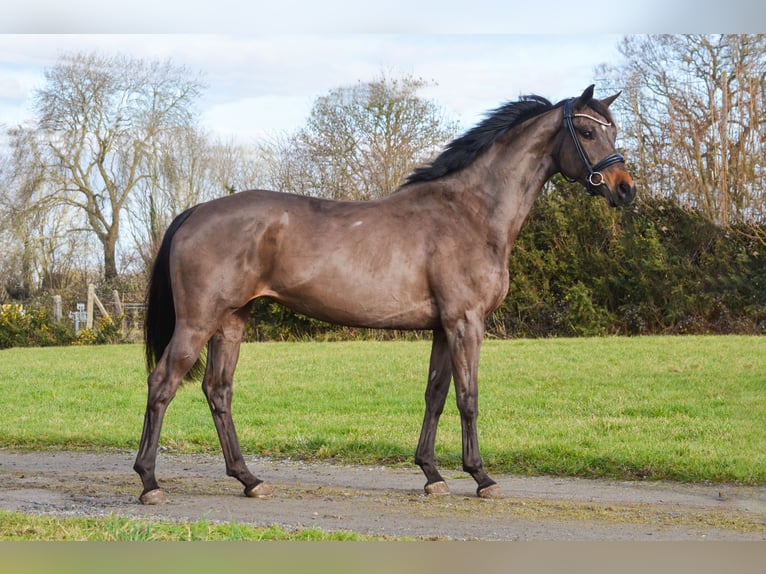 KWPN Merrie 8 Jaar 165 cm Zwartbruin in Marigny le lozon