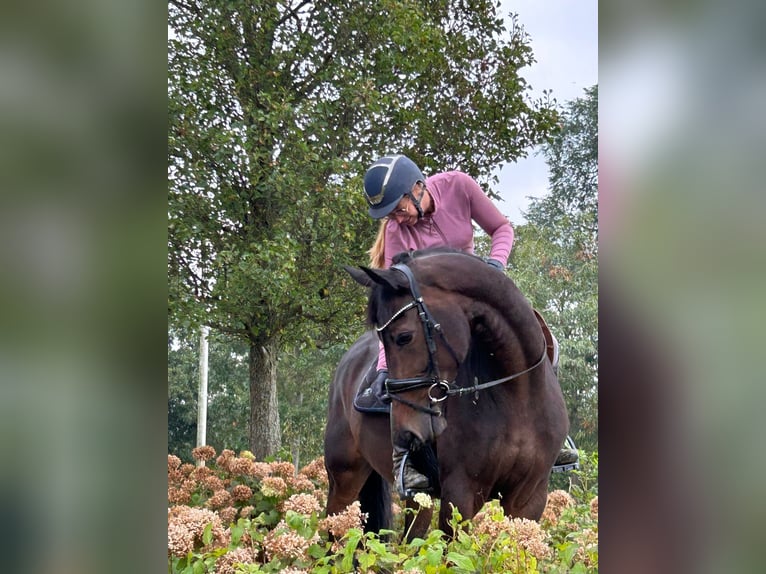 KWPN Merrie 8 Jaar 166 cm Donkerbruin in Almkerk
