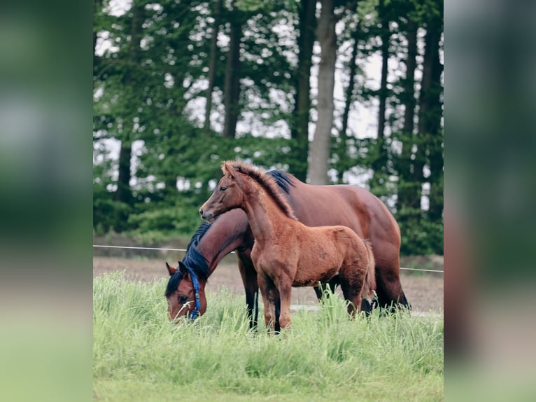 KWPN Merrie 8 Jaar 166 cm Roodbruin in Wezup