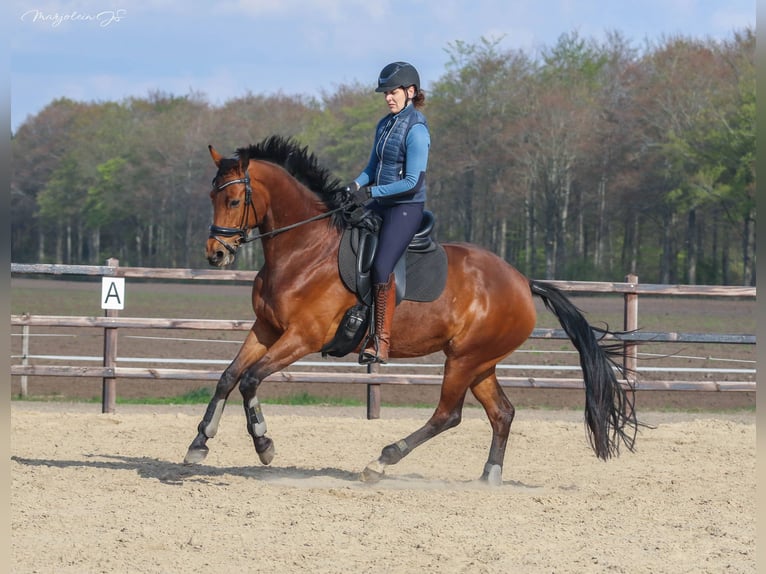 KWPN Merrie 8 Jaar 166 cm Roodbruin in Wezup