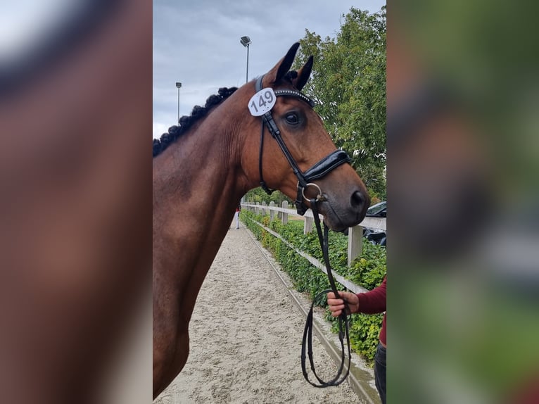 KWPN Merrie 8 Jaar 166 cm Roodbruin in Wezup