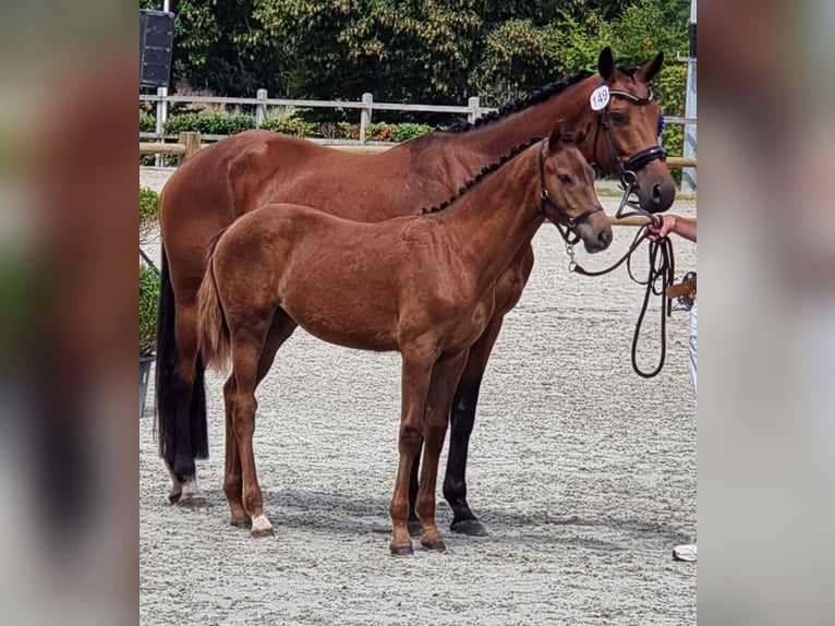 KWPN Merrie 8 Jaar 166 cm Roodbruin in Wezup