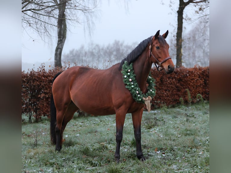 KWPN Merrie 8 Jaar 166 cm Roodbruin in Wezup