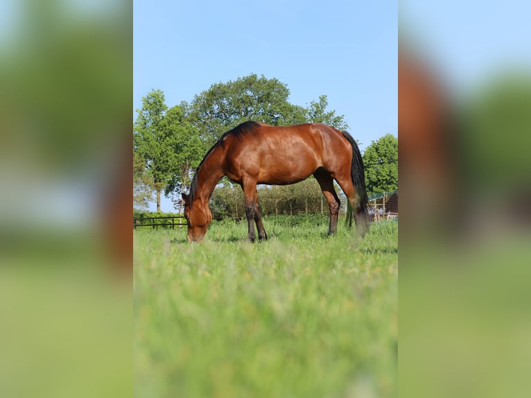 KWPN Merrie 8 Jaar 166 cm Roodbruin in Wezup