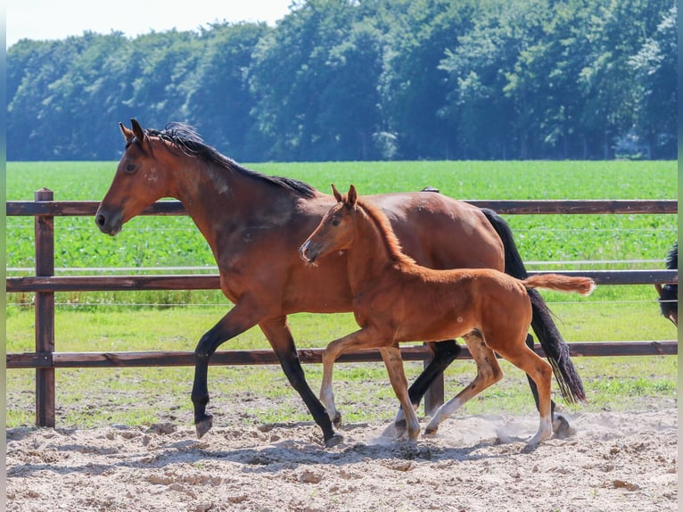 KWPN Merrie 8 Jaar 166 cm Roodbruin in Wezup