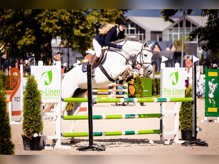 KWPN Merrie 8 Jaar 166 cm Schimmel in Ochodza