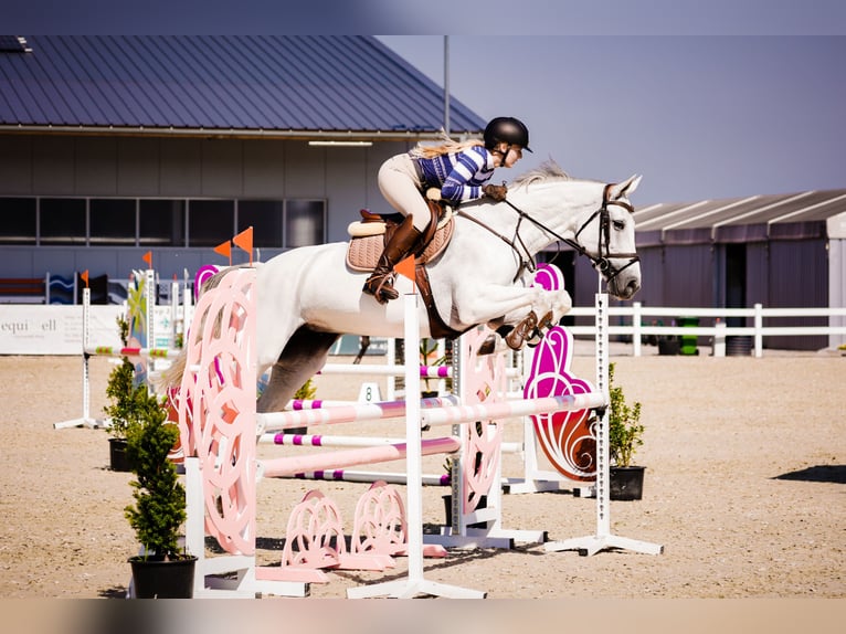 KWPN Merrie 8 Jaar 166 cm Schimmel in Ochodza