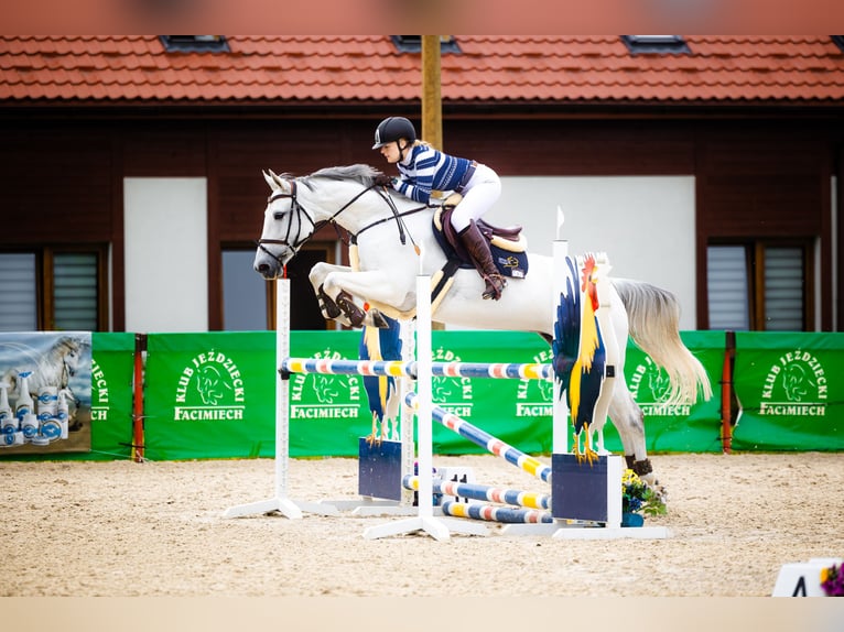 KWPN Merrie 8 Jaar 166 cm Schimmel in Ochodza