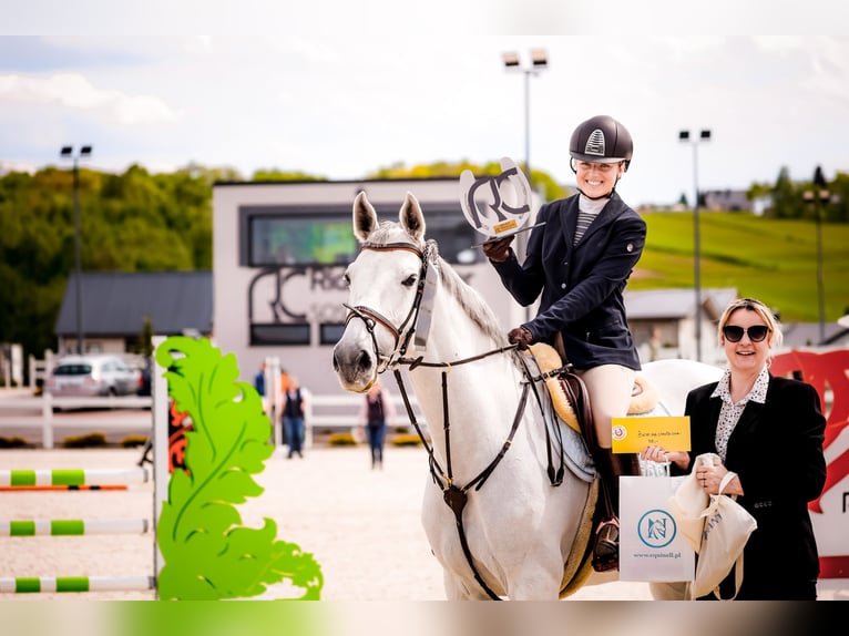 KWPN Merrie 8 Jaar 166 cm Schimmel in Ochodza