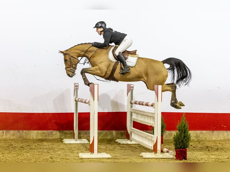 KWPN Merrie 8 Jaar 166 cm in Waddinxveen