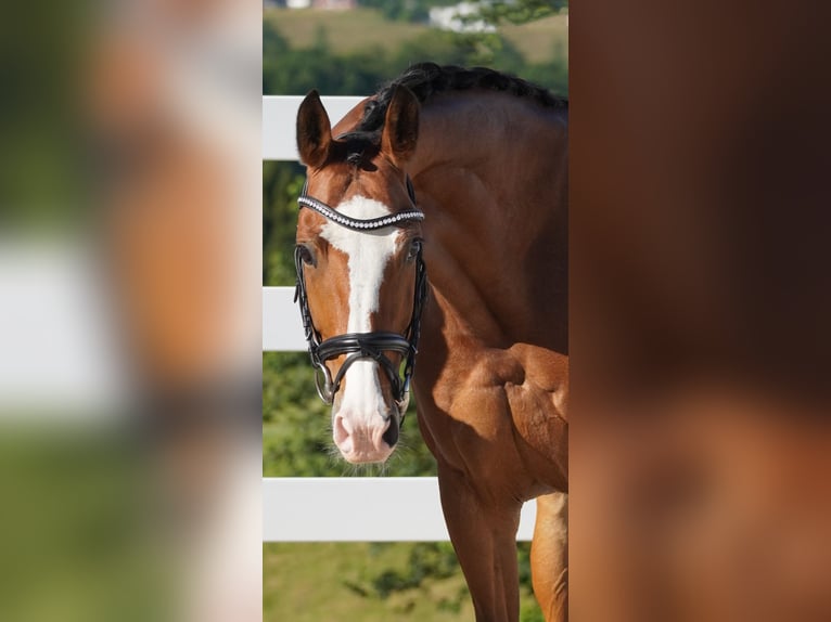 KWPN Merrie 8 Jaar 167 cm Bruin in Nettersheim