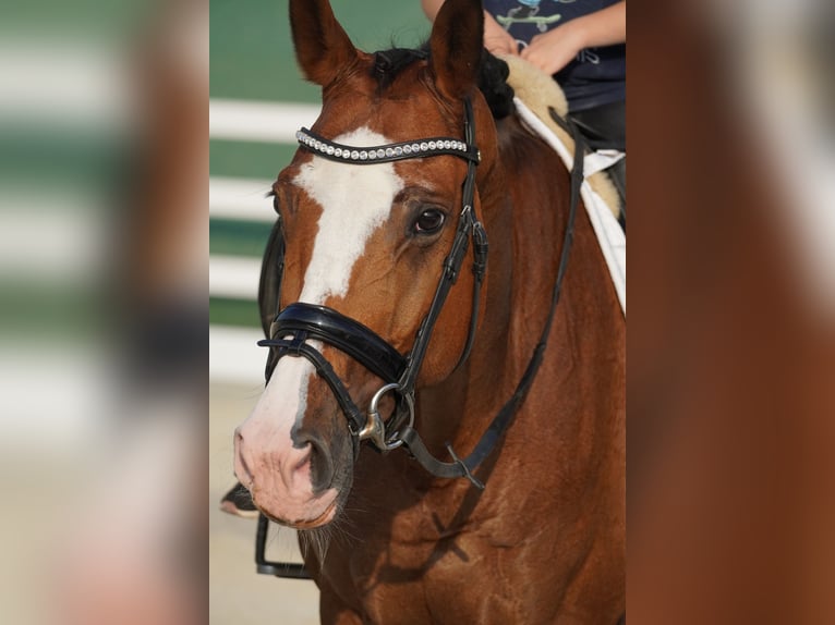 KWPN Merrie 8 Jaar 167 cm Bruin in Nettersheim