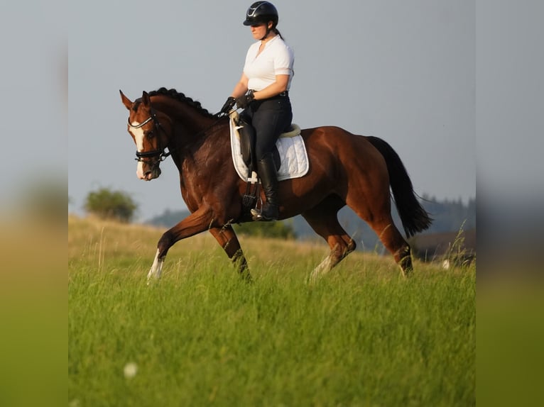 KWPN Merrie 8 Jaar 167 cm Bruin in Nettersheim