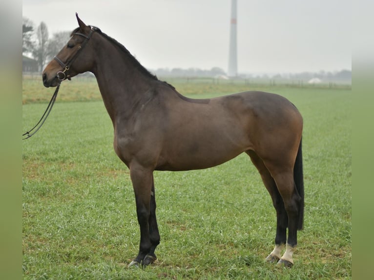 KWPN Merrie 8 Jaar 167 cm Bruin in Geilenkirchen