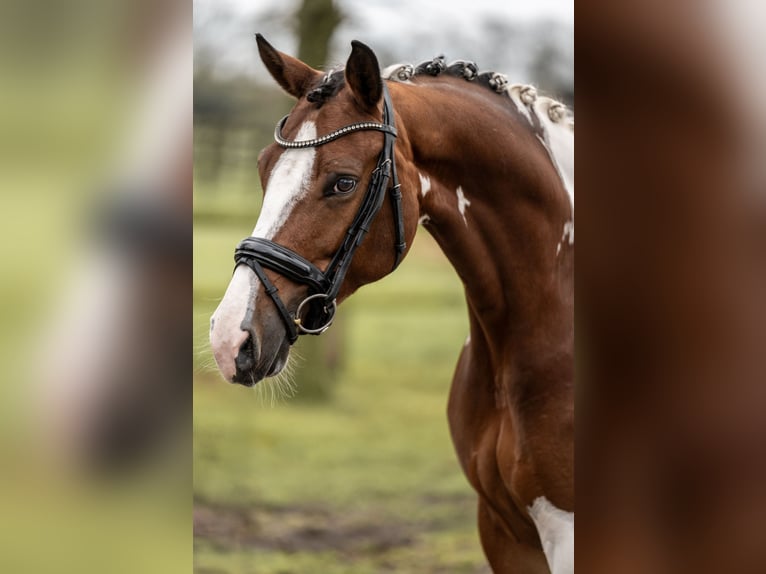 KWPN Merrie 8 Jaar 167 cm Gevlekt-paard in Moergestel