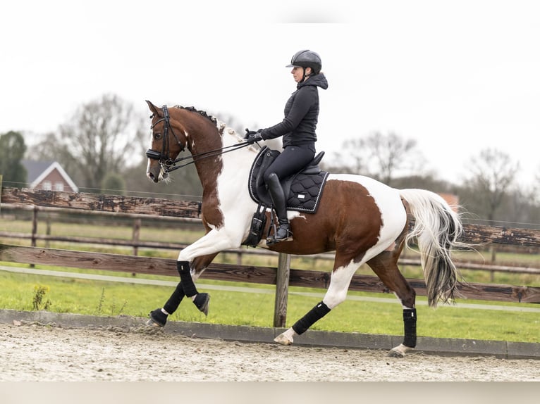 KWPN Merrie 8 Jaar 167 cm Gevlekt-paard in Moergestel