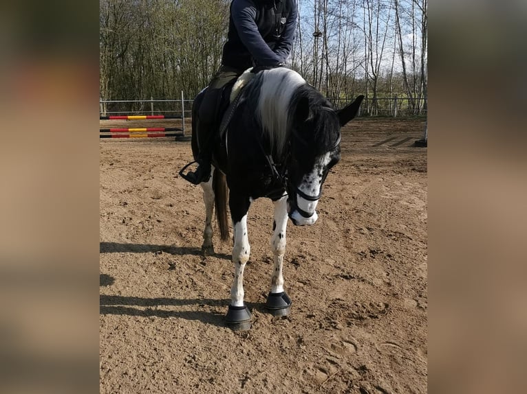 KWPN Merrie 8 Jaar 167 cm Gevlekt-paard in Geeste