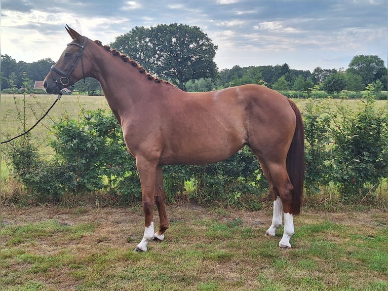 KWPN Merrie 8 Jaar 167 cm Vos in Rekken