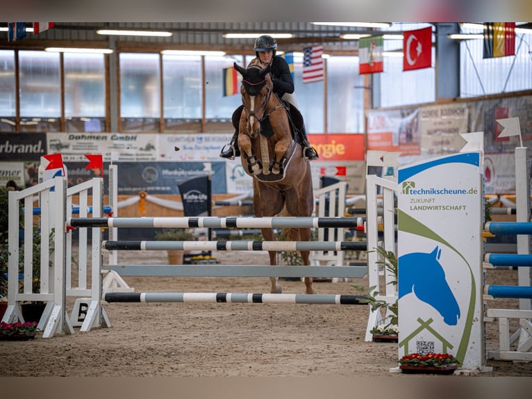 KWPN Merrie 8 Jaar 167 cm Vos in Kerpen