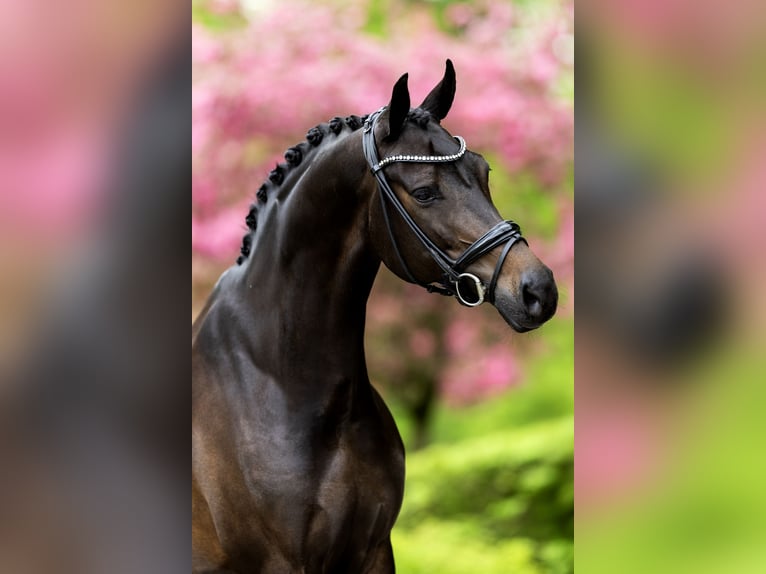 KWPN Merrie 8 Jaar 167 cm Zwartbruin in Bleiswijk