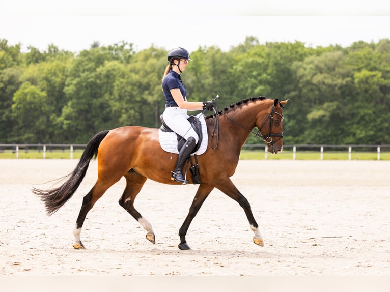 KWPN Merrie 8 Jaar 168 cm Bruin in Raerd