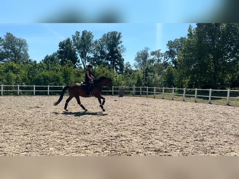 KWPN Merrie 8 Jaar 168 cm Bruin in Wien