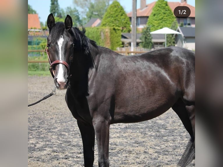 KWPN Merrie 8 Jaar 168 cm Zwart in Lokeren