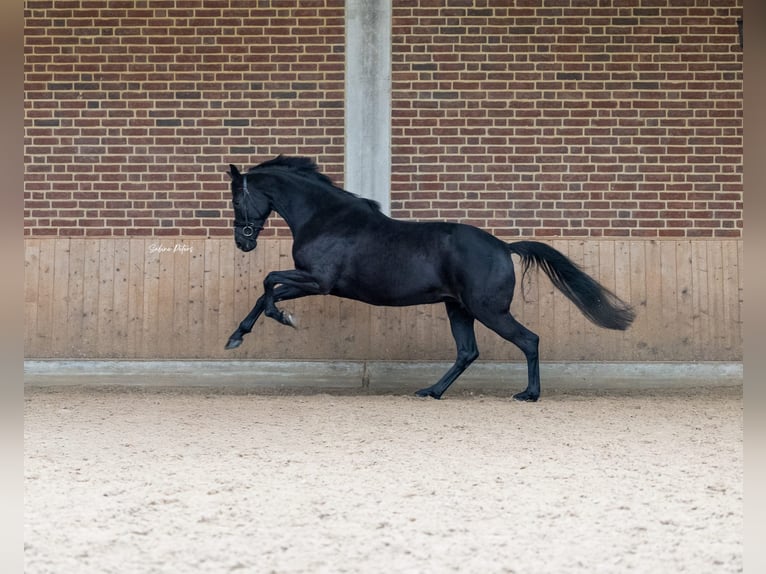 KWPN Merrie 8 Jaar 168 cm Zwart in Goch
