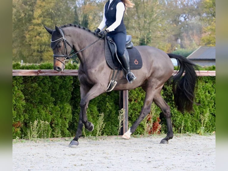 KWPN Merrie 8 Jaar 168 cm Zwartbruin in Nettersheim