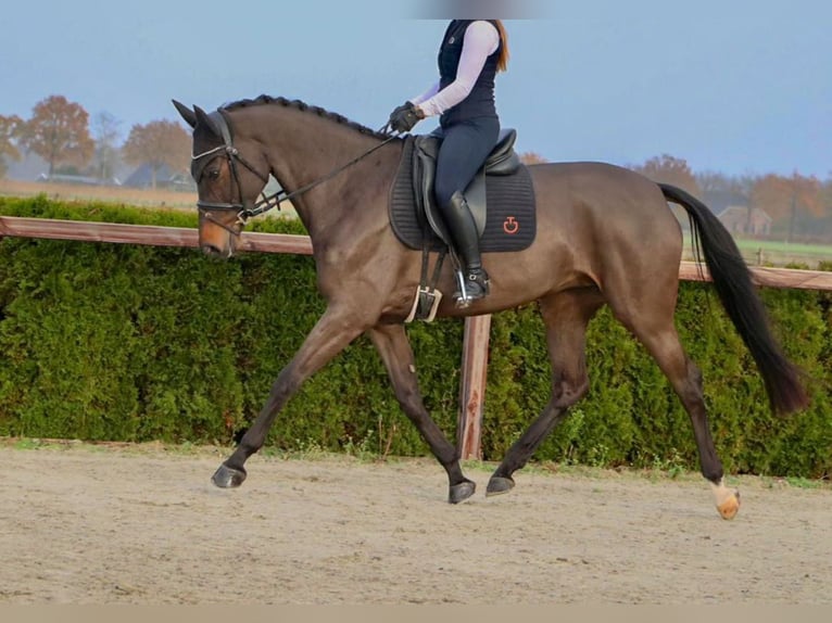 KWPN Merrie 8 Jaar 168 cm Zwartbruin in Nettersheim