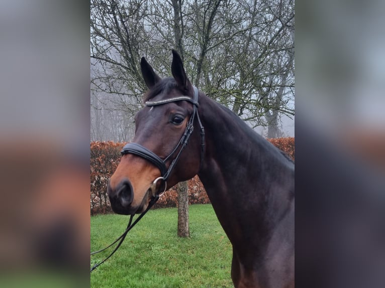 KWPN Merrie 8 Jaar 169 cm Donkerbruin in Diever