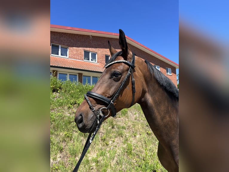 KWPN Merrie 8 Jaar 170 cm Bruin in Löhne