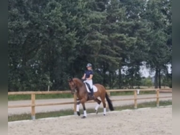 KWPN Merrie 8 Jaar 170 cm Bruin in Schijndel