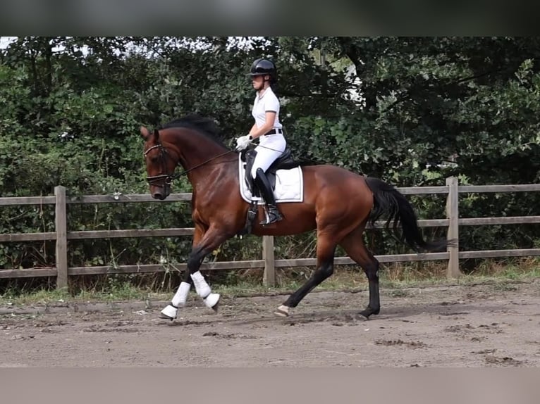 KWPN Merrie 8 Jaar 170 cm Bruin in Haacht