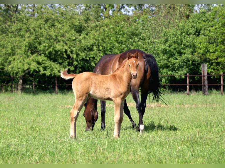 KWPN Merrie 8 Jaar 170 cm Buckskin in Wapse