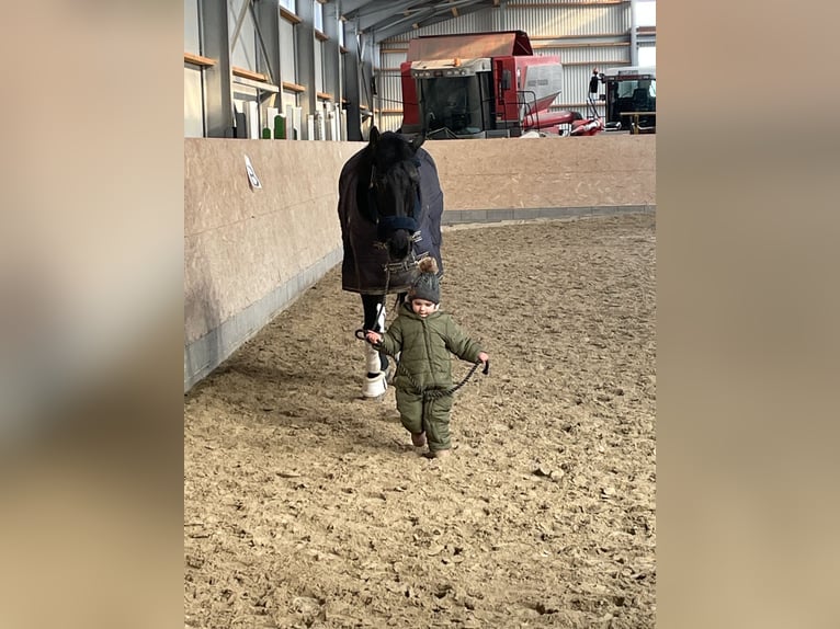 KWPN Merrie 8 Jaar 170 cm Donkerbruin in Niederpr&#xFC;m